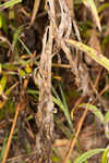 Twistleaf goldenrod